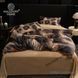 Велюровое постельное белье 5D евро Malloory Home 23308 3072 фото 5